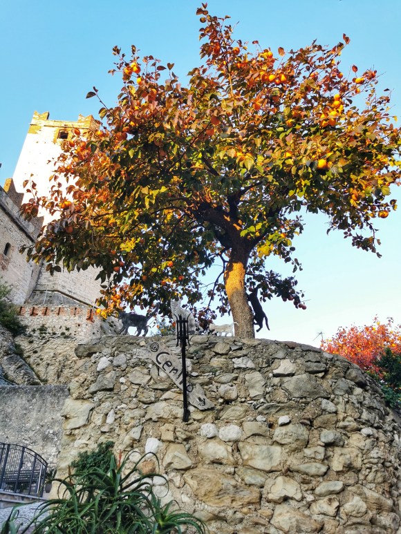 CUCCIOLODiRUSPA | Torre e cachi