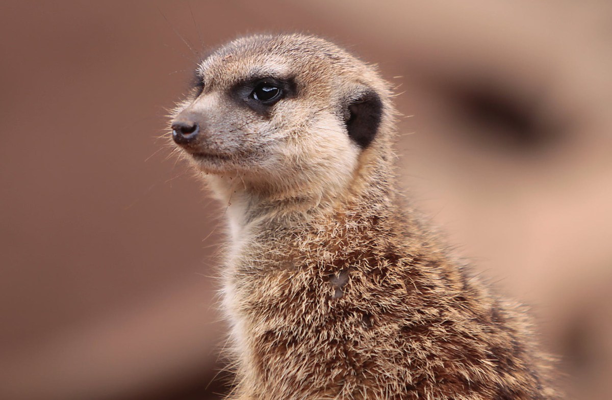 La mangusta suricato africano