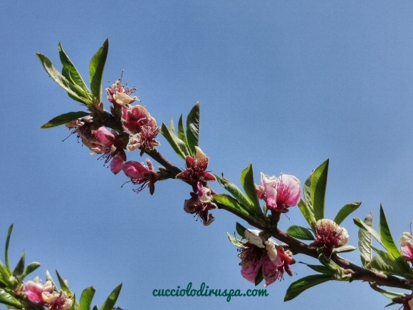Ramo di pesco per CUCCIOLODiRUSPA