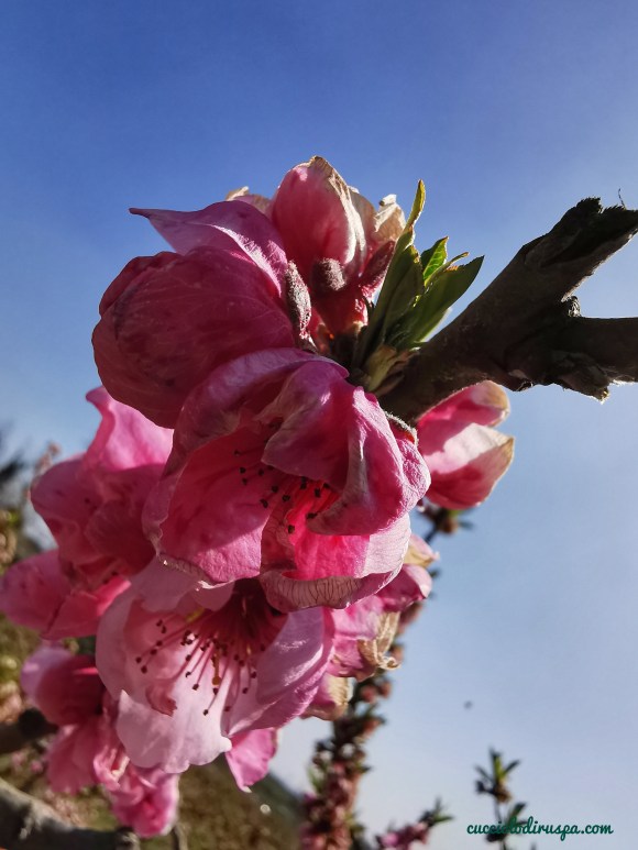 Fiore rosa per CUCCIOLODiRUSPA