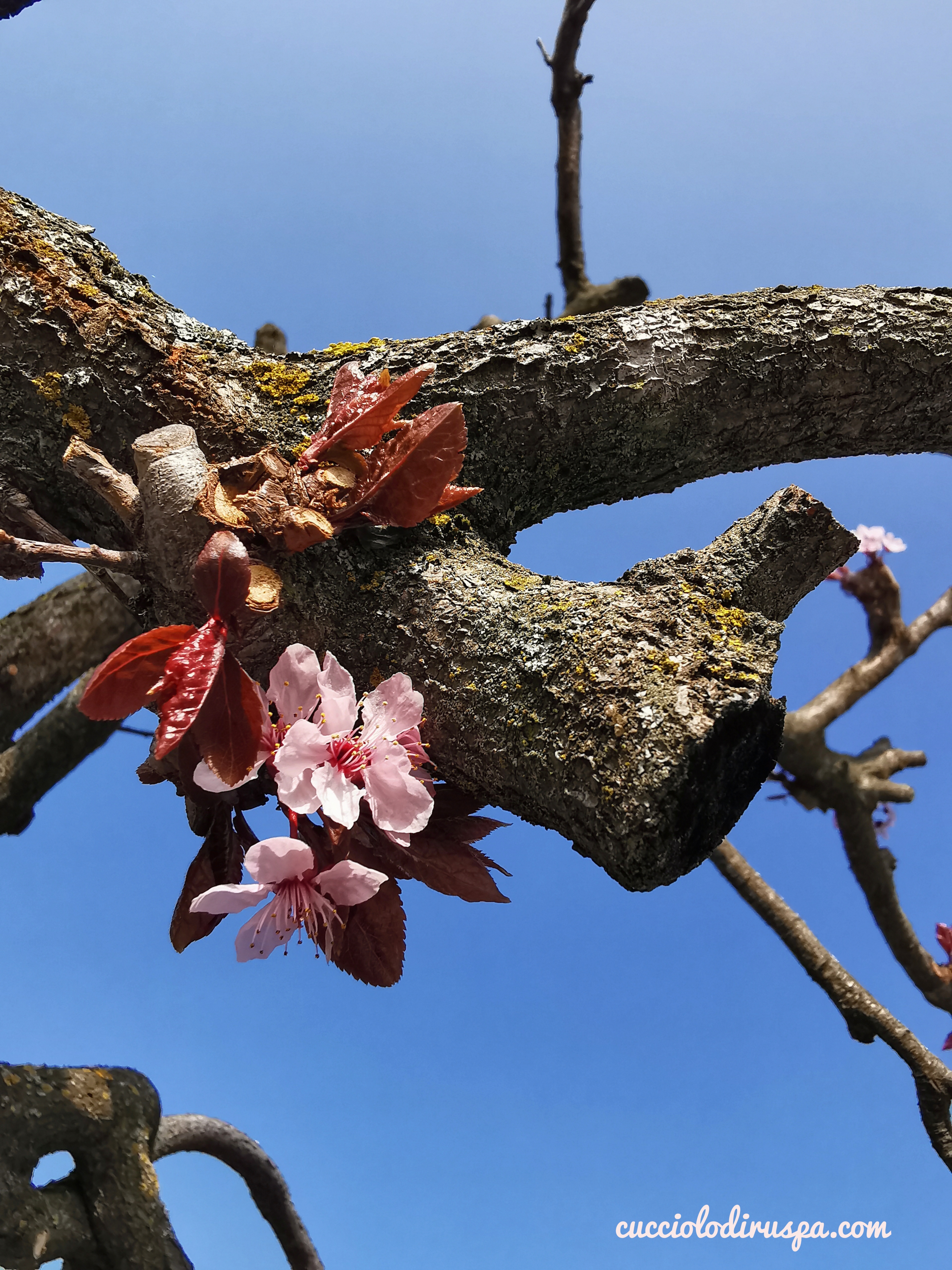 Fiore rosa CUCCIOLODiRUSPA