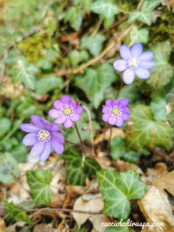 Fiori viola CUCCIOLODiRUSPA