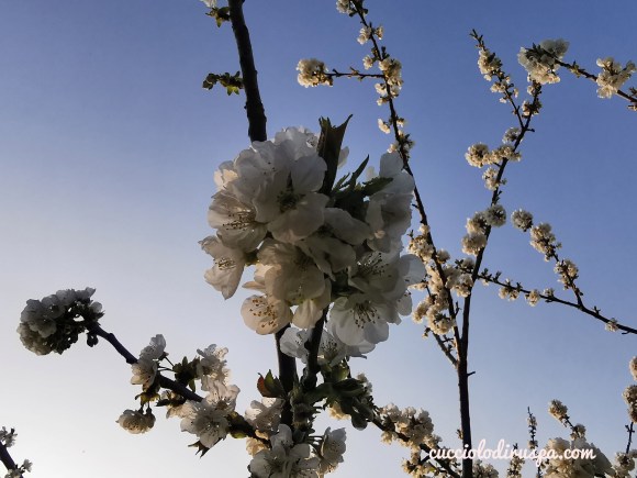 Fiori bianchi CUCCIOLODiRUSPA