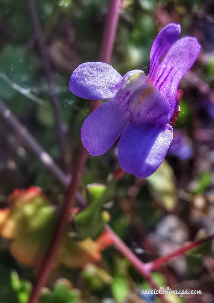 Fiore violetto per CUCCIOLODiRUSPA