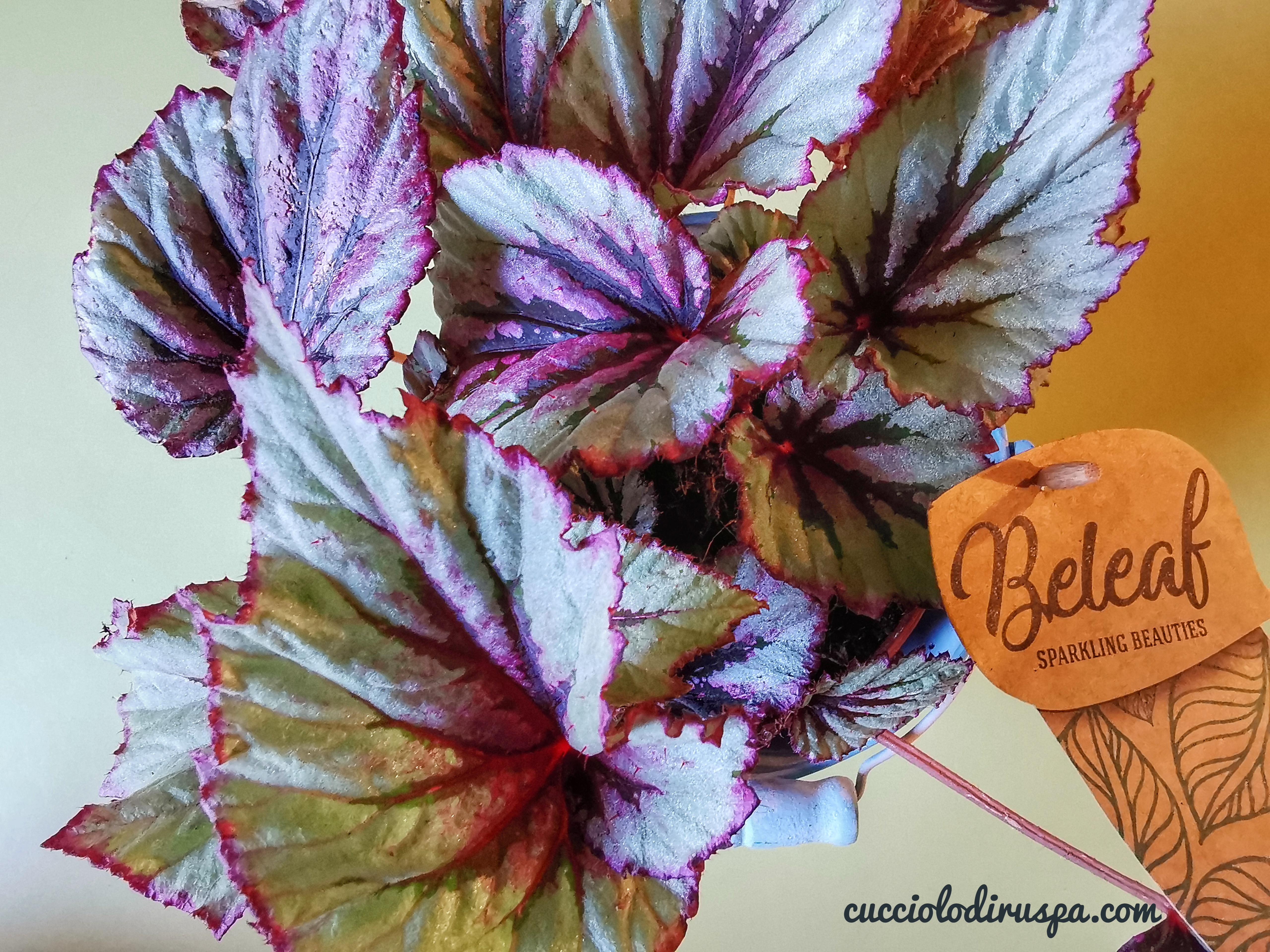 begonia e foglie