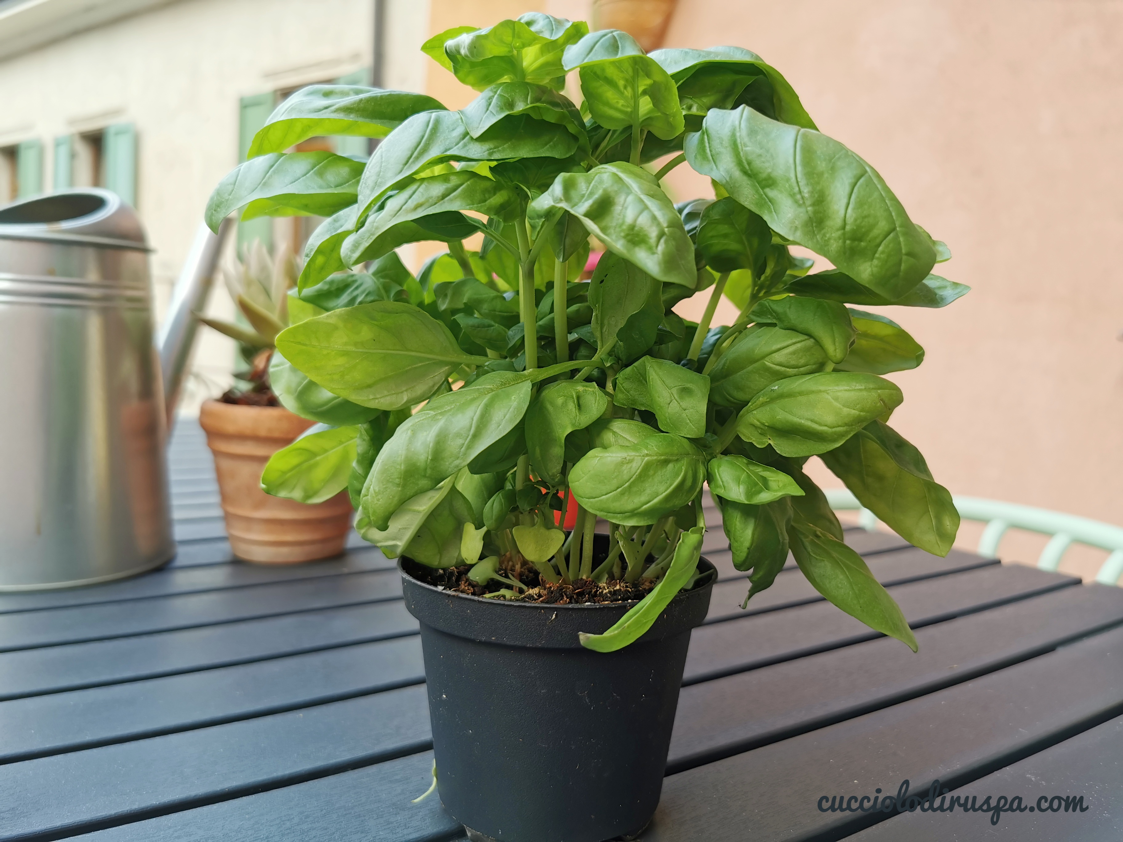 piantina di basilico