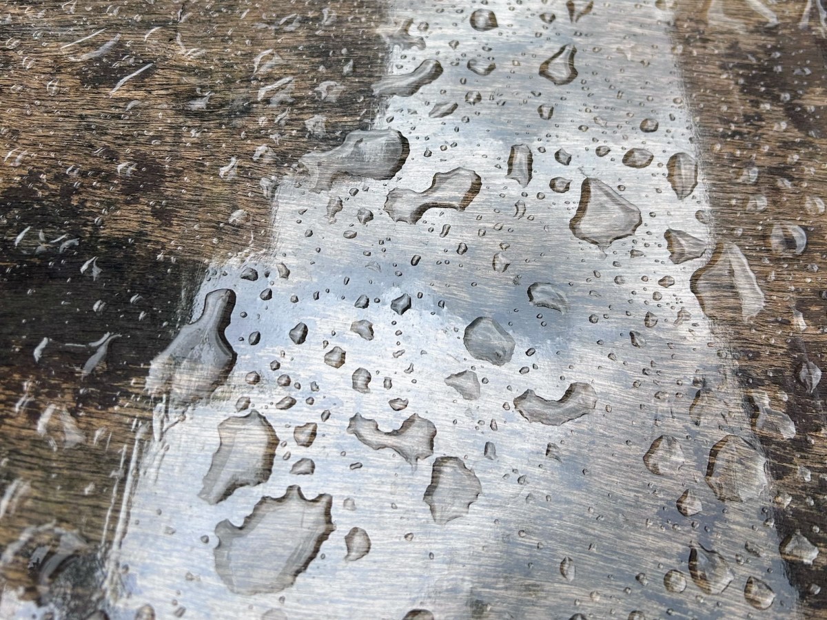 Gabbiani pigri, cormorani vanitosi e una passeggiata&nbsp;bagnata