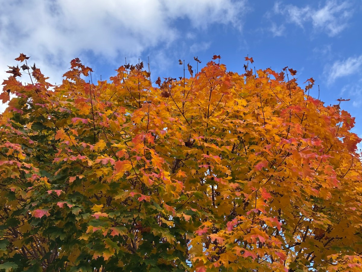 Calimera (o Calispera)